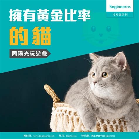 【動物冷知識】擁有黃金比例的貓 Beginneros 網上學習平台