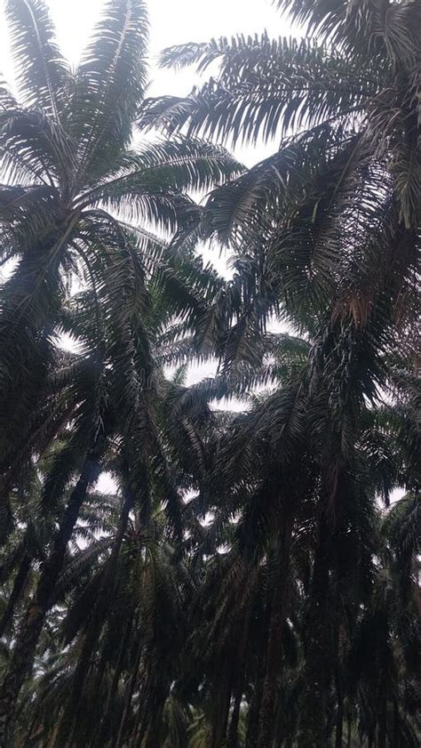 Under The Oil Palm Trees The Hot Weather Turns Cool Lots Of Wind Blows Under The Oil Palm