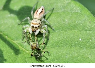 Velvet Spider Stegodyphus Tibialis Female Eresidae Foto De Stock