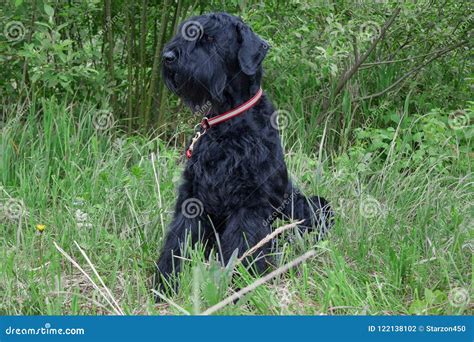 Black Russian Terrier Is Sitting On The Green Meadow Pet Animals Stock