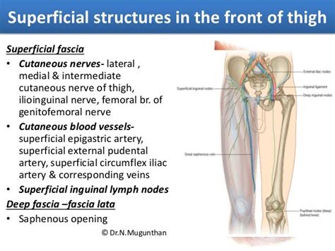 Superficial Inguinal Lymph Nodes