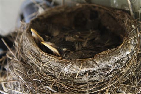 Bird Nest Types Image - 52+ Koleksi Gambar