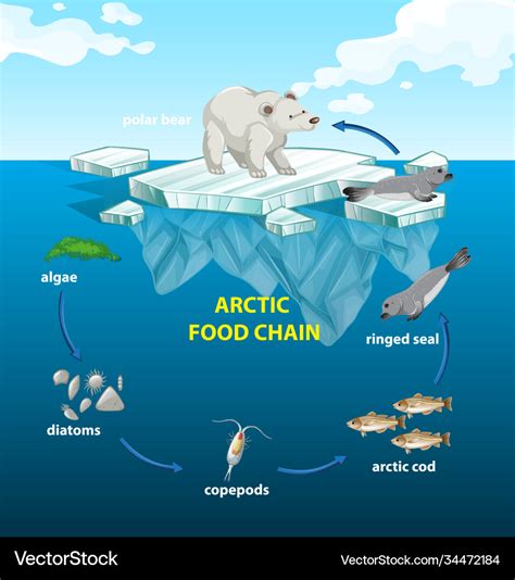 Circle Arctic Food Chain Royalty Free Vector Image