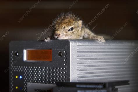 Baby Indian palm squirrel - Stock Image - C029/3724 - Science Photo Library