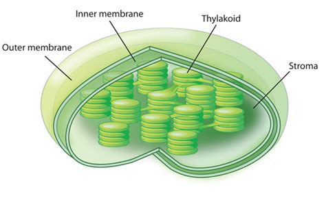 Plant Cells Chloroplasts Cell Walls Learn Science At Scitable