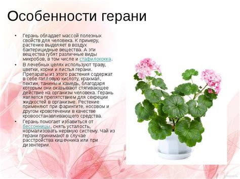 Пеларгония "Denize": описание, фото, посадка и уход
