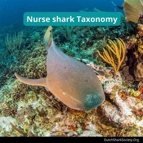 Nurse Shark Facts & Information Guide