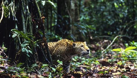 Fauna de la Reserva Nacional Tambopata Un viaje a través de la vida