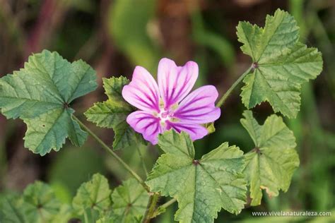 Malva N Malva Sylvestris Vive La Naturaleza