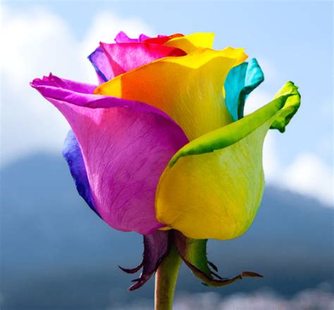 Explore The Mystery of Rainbow Roses | Magnaflor