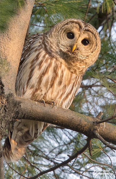 The Barred Owl Strix Varia Is A Large Typical Owl Native To North America Their Breeding