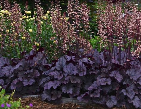 Plant Profile For Heuchera Ebony And Ivory Coral Bells Perennial Artofit