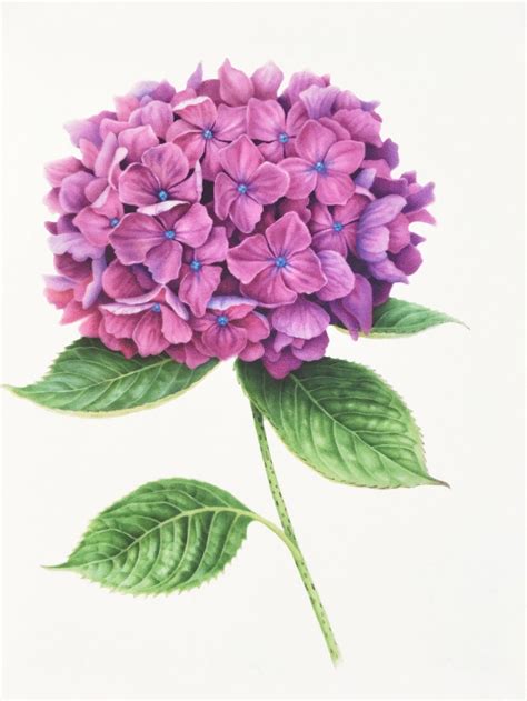 Videos Prints Botanicals By Karen Kluglein Hydrangea Painting