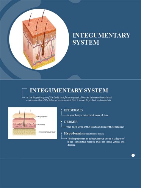 Integumentary System | PDF