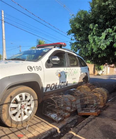 CRIME AMBIENTAL Ambiental flagra em Olímpia várias aves irregulares