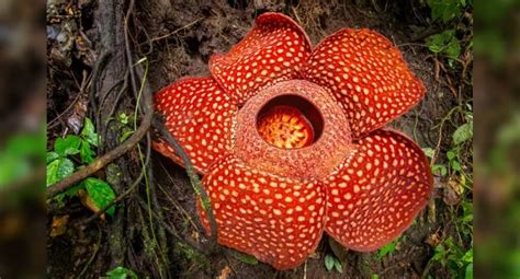 Las 12 Flores Más Raras Del Planeta Plantateca