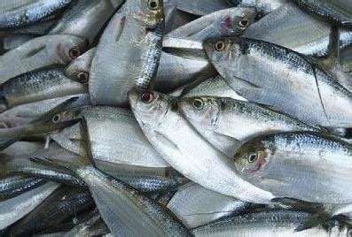 thai mangur fish increaes  ponds janataka raga ka vahaka thaii magara