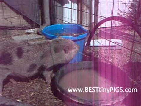 Gay Porn Cum Pig Nightgagas