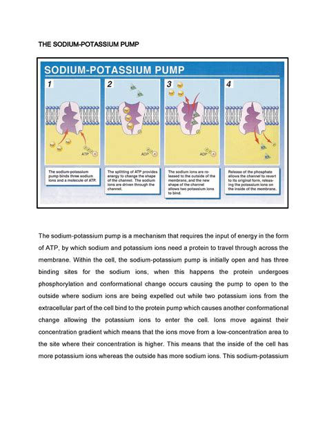 Sodium Potassium Pump Diagram