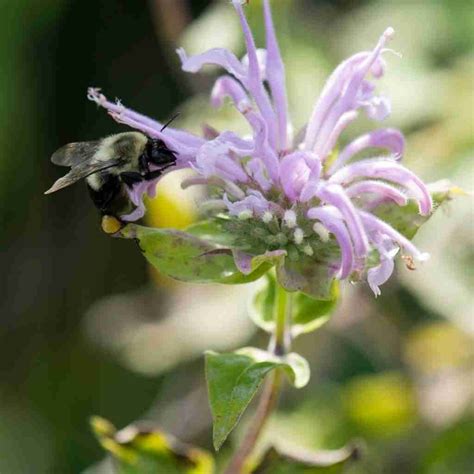 Unlocking The Magic Of Wild Bergamot: Identifying, Uses, And Attracting Pollinators - The ...