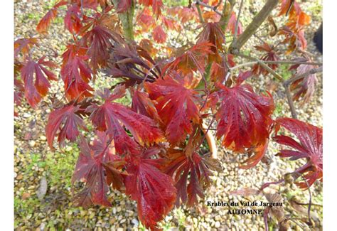 Acer Japonicum Maiku Jaku Erable Du Val De Jargeau