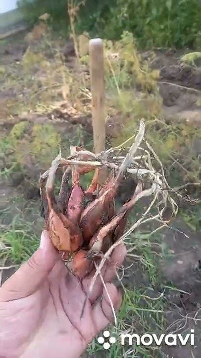 УБОРКА ЛУКА СОРОКОЗУБКА. ОГОРОД НА КУБАНИ.shorts# - YouTube
