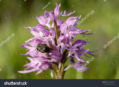 Naked Man Orchid Orchis Italica On Stock Photo Shutterstock