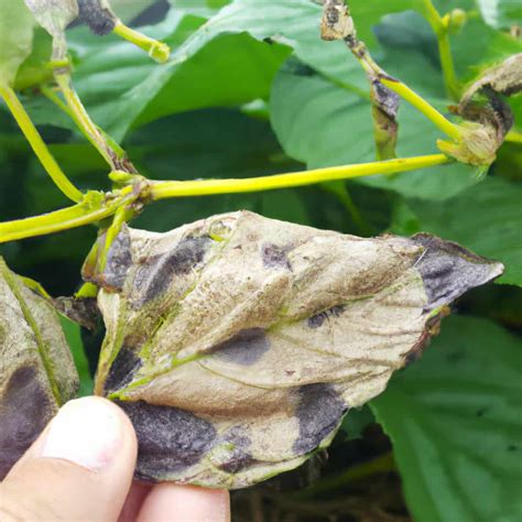 Anthracnose Management In Green Gram Mung Bean Symptoms