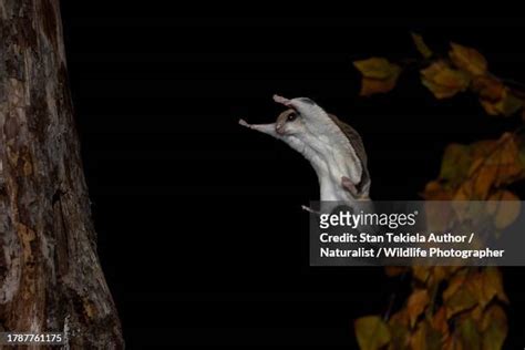 78 Southern Flying Squirrel Stock Photos High Res Pictures And Images