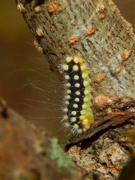 14 Stinging Caterpillars (Some Are Highly Poisonous)