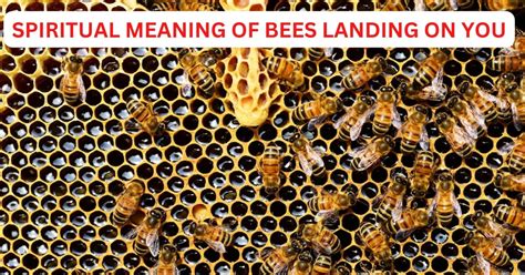 What Is The Spiritual Meaning Of Bees Landing On You And How Does It