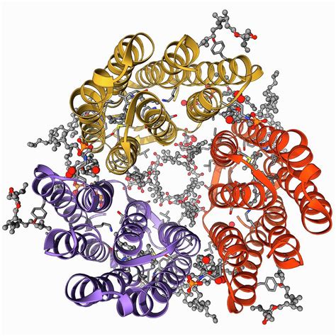 Bacteriorhodopsin Protein Photograph by Laguna Design/science Photo Library