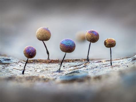 Macro Photos Reveal The Often Unseen Beauty And Diversity Of Slime