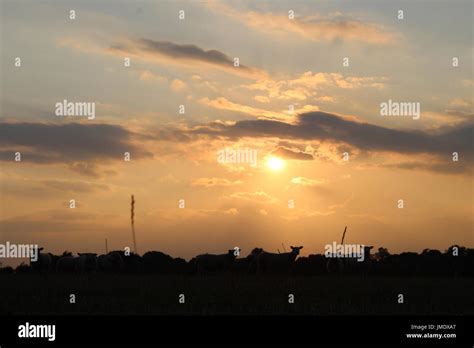 sheep at sunset Stock Photo - Alamy