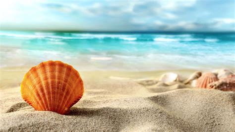 Download Beautiful Seashell Collection On Sandy Beach Background