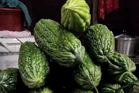 Buah Pare Rasanya Pahit Kandungan Nutrisinya Kaya Serat Dan Bermanfaat