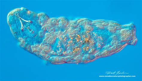 How to Collect and Photograph Water Bears (Tardigrades) by Robert ...