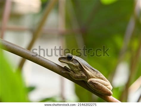 53 Common Indian Tree Frog Images, Stock Photos & Vectors | Shutterstock