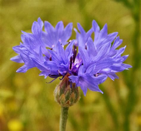 Flower Homes: Centaurea Cyanus Flowers