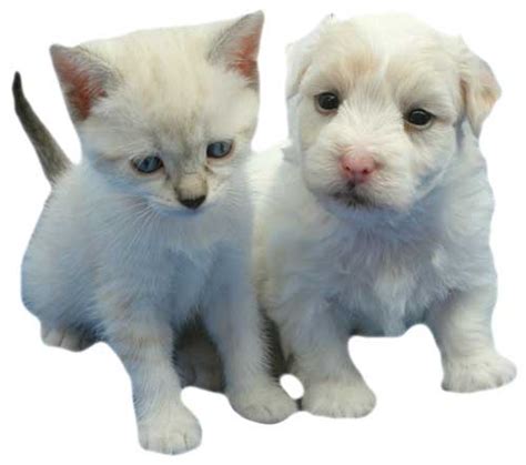 Gatos y perros - Gatos y perros