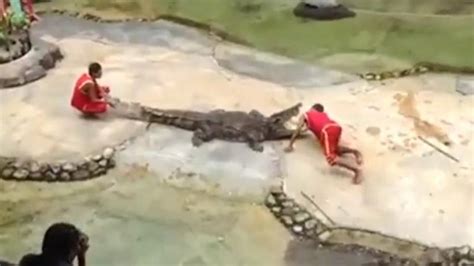 Crocodile bites man's head during show - UPI.com