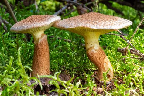 Suillus Ampliporus Bolet Pied Creux Parc Des Appalache Eric