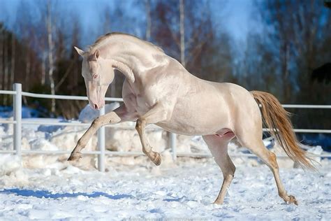 pin  sara parkour  horses double dilutes pearl champagne