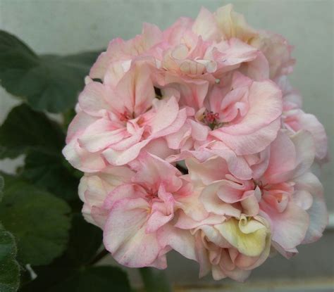 Ю Пена Дней Пеларгония Фото — Фото Картинки