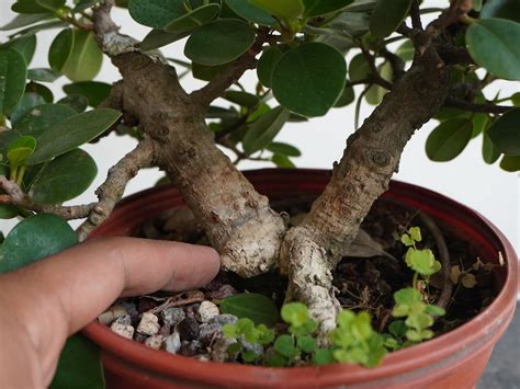 Ficus Panda Capit N Bonsai