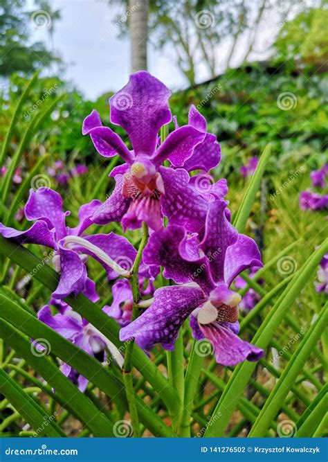 Papilionanda Chao Praya Violet Orchid Flowers In Singapore Garden Stock