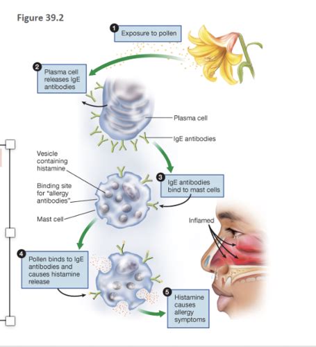 Pathopharm Exam Respiratory Flashcards Quizlet