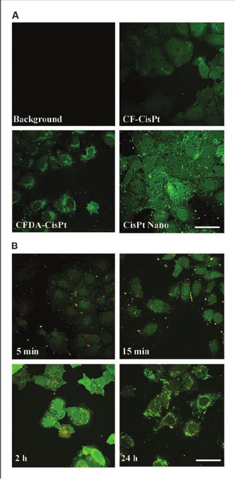 Cellular Accumulation And Platinum Dna Adduct Formation In Ovarian