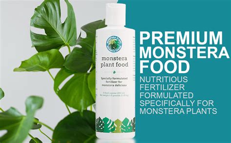 Best Fertilizer For Monstera Monstera Plant