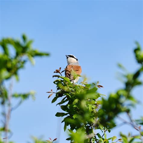 Burung Shrike Ilmu Foto Gratis Di Pixabay Pixabay